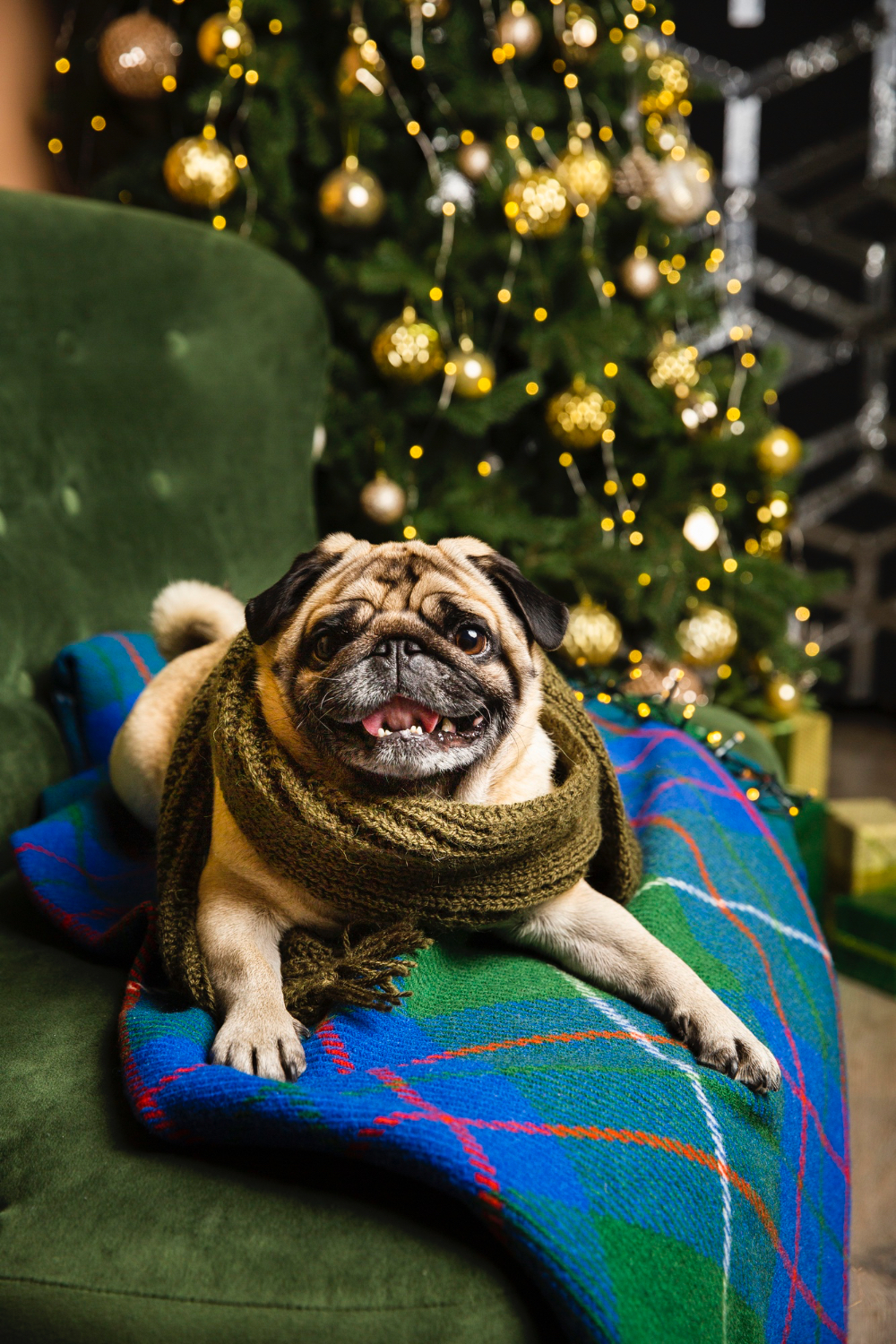 A calm dog resting in soft light, comfortable and at ease